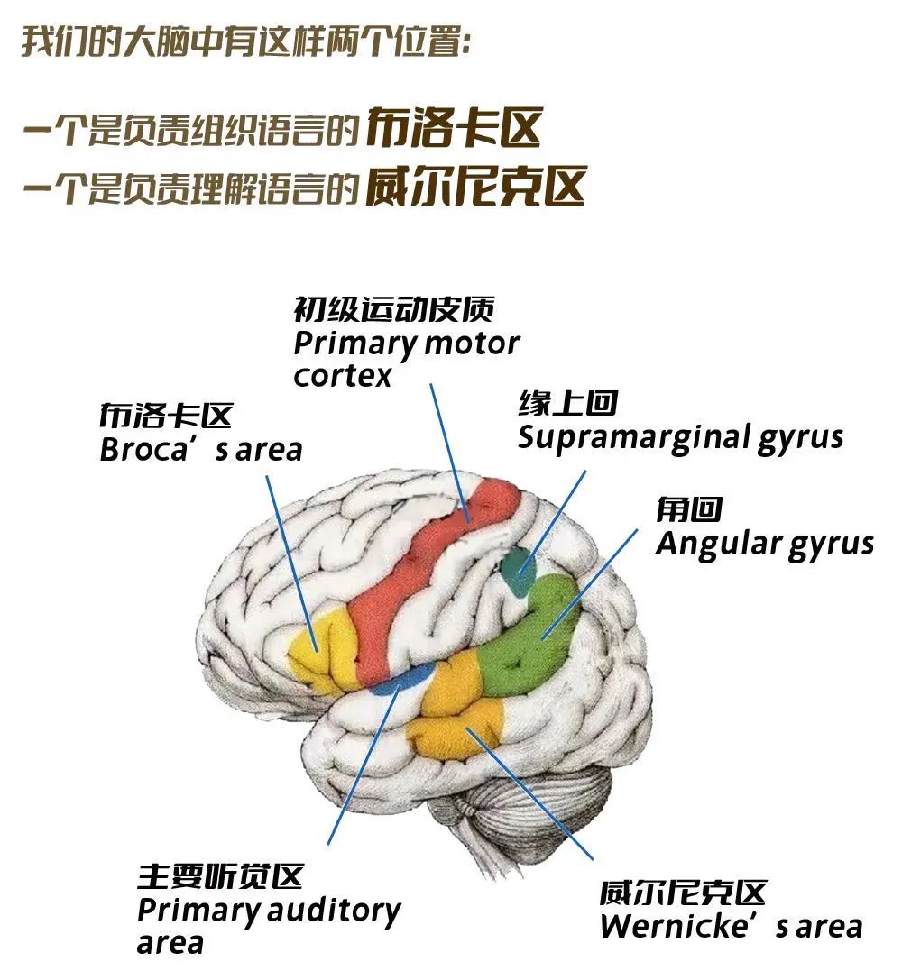 因为在孩子不停说话时,大脑中负责语言的布洛卡区和威尔尼克区之间